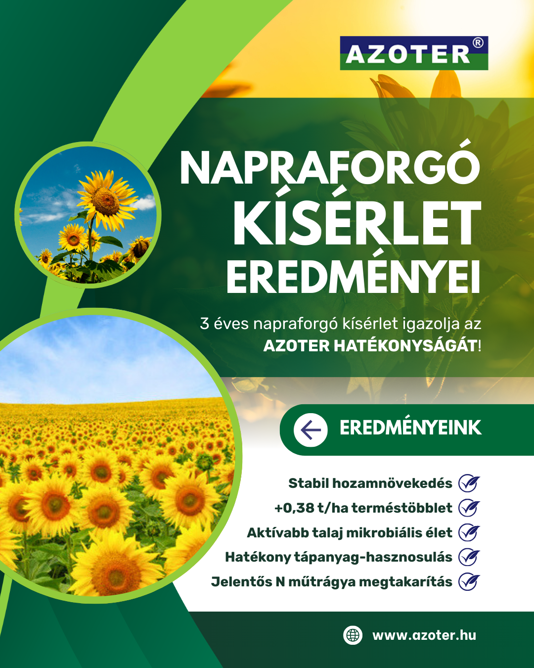 AZOTER napraforgó kísérlet