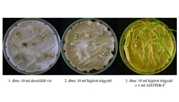 AZOTER-F és a Trichoderma atroviride átütő hatása