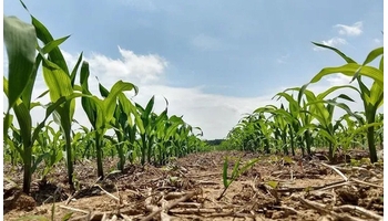 Kukorica: hároméves kísérlet igazolta az AZOTER hatékonyságát